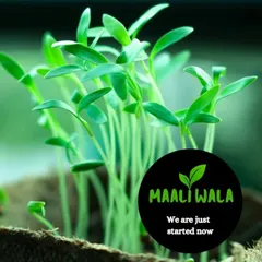 I am a new and growing business, full of fresh ideas and a passion for gardening. This image of new seedlings captures my spirit of starting small and aiming high for every project.