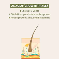 The Anagen or 'Growth' phase is when your hair is actively growing, and it can last for years. This infographic explains how 80-90% of your hair is in this phase and needs key nutrients like protein, zinc, and B vitamins to thrive.