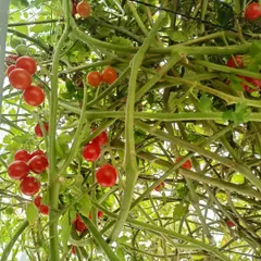 A view looking up into the tomato vines. The vertical space in the pod allows these plants to grow tall and produce abundantly.