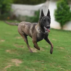 Cooper is a ball of energy, bounding straight into our hearts. We were told he might be shy, but he took to our team and the open space instantly.
