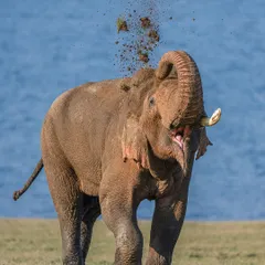Another powerful dust bath shot, this time against the blue water. The contrast between the earthy dust and the cool background makes the action even more dramatic.