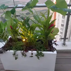 A perfect example of a self-contained balcony garden. This large white planter box is filled with a mix of tropical foliage, including Alocasia and flowering ginger, with a small uplight to highlight the arrangement after sunset.