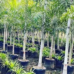 Rows of Foxtail palms at my nursery. I can supply these in large quantities for avenue planting or resort landscaping.