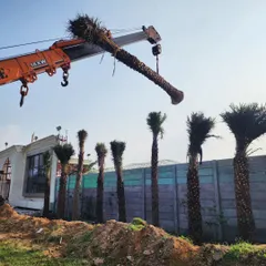 No project is too big. We use heavy machinery like cranes to install mature, statement trees like this magnificent Date Palm, ensuring an instant and dramatic transformation of your landscape.