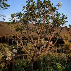 A monster Plumeria tree at our nursery, with its distinctive branches reaching for the sun. These trees produce beautifully fragrant flowers and are perfect for sunny gardens.