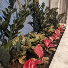 For this indoor arrangement, we created a vibrant display using a combination of plants. The bright red Aglaonema provides a pop of color in the foreground, while the taller, dark green Black ZZ plants add height and depth, all arranged in our custom potting mix.
