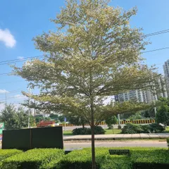 An example of a finished landscaping project using my plants, featuring well-maintained Terminalia trees and neat hedges along a roadside.