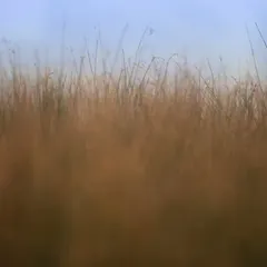 A small bird perches on a blade of grass, almost lost in the vast, wild grasslands of Navi Mumbai. A testament to the hidden beauty beyond the concrete.