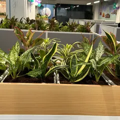 A detailed shot of the different textures and colors of the foliage. I choose a variety of plants to create a visually interesting and diverse indoor garden arrangement.