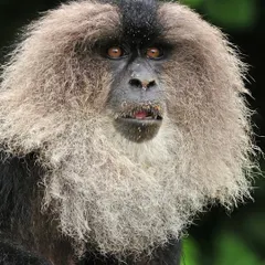 I have a deep reverence for our planet's most vulnerable inhabitants. This is the endangered Lion-tailed Macaque, a primate of the Western Ghats, its wise eyes and iconic mane telling a story of survival. My expeditions often focus on finding and respectfully photographing such rare species.