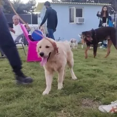 A happy Golden Retriever enjoying one of our community events. These gatherings are filled with laughter, games, and lots of wagging tails.