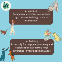 Enrichment is vital for a pet's mental health. We explain how activities like puzzles, training sessions, and social interaction, along with regular exercise, can make a huge difference in your pet's behavior.
