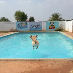 This is what pure joy looks like. We love seeing our furry guests leap into our clean, spacious swimming pool. It’s the perfect way to cool off and have a blast.