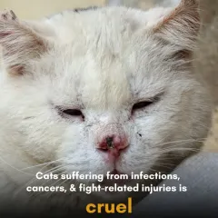 Cats suffering from infections, cancers, and fight-related injuries is cruel. Many of these issues, like tumors and wounds from territorial fights, are directly linked to them not being neutered.