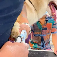 A precise nail trim in progress. Regular nail clipping is essential for a pet's posture and comfort, preventing painful overgrowth. Our groomers perform this service with care and confidence.