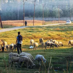 A slightly different composition of the shepherd and his flock, emphasizing the morning haze and the vastness of the valley.