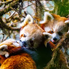 A rare, intimate moment with a Red Panda mother and her cubs nestled high in the misty forests of Singalila National Park. Capturing the tender bond of this endangered family highlights exactly why their conservation is so critical.