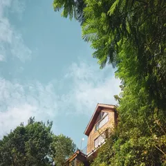 A low-angle shot looking up at the homestay, showing how the wooden structure rises from the lush greenery, becoming part of the natural landscape.