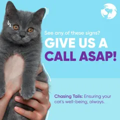 This is a simple call to action for all cat parents. If you see any concerning signs related to your cat's eyes or general well-being, please give me a call right away. Early diagnosis is key to effective treatment.