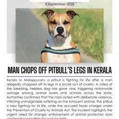 A man in Kerala chopped off a pitbull's legs in a brutal act of cruelty. This incident highlights the urgent need for stronger enforcement of animal protection laws and harsher penalties for such brutality.