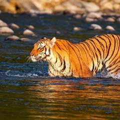 A magnificent tigress, daughter of the famous Paro of Corbett, confidently crosses the Ramganga river. This photograph, taken by my daughter-in-law Radhika on a family trip, shows the bold spirit of the tigers in this legendary park.