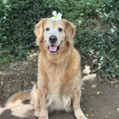 Cherry, a senior Golden Retriever, looking absolutely radiant before her trip from Mumbai to Dubai. I take special care of older pets to ensure their journey is comfortable.