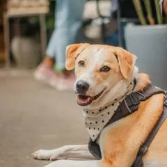 This handsome doggo, looking dapper in a bandana, is a regular at our cafe. We love seeing our furry friends relax and enjoy the space.