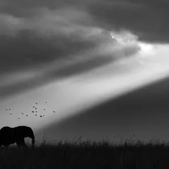 "Lone walker & Ray of Hope." This monochrome silhouette of an African elephant under a single sunbeam creates a feeling of solitude and hope, a powerful piece for any fine art collection.