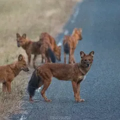 Another perspective of the Dhole pack, showing their social structure as they gather by the roadside. Capturing the entire group required quick thinking and a steady hand.