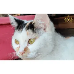A beautiful close-up of a calico cat, showcasing its unique patches and bright, curious eyes. We love and welcome cats of all colors and patterns.