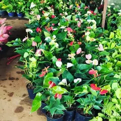 A view of our nursery stock of Anthurium plants. We have them in various colors, including red, pink, and white.