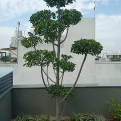 This beautifully pruned Bucida tree, also known as a topiary tree, adds a sculptural and elegant element to this rooftop garden in Greater Kailash.