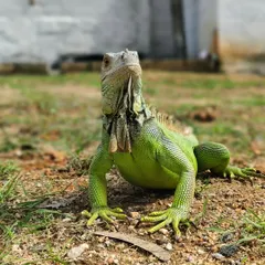 This guy loved sunbathing in the yard. We made sure he had a safe and warm spot.