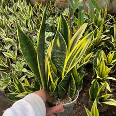 I personally select each plant from the nursery to ensure you get the healthiest one. This is a vibrant Sansevieria Laurentii with its signature yellow edges.