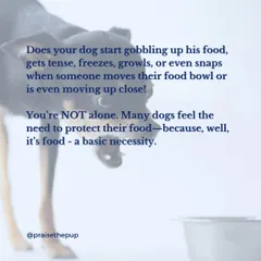 You're not alone if your dog growls or snaps when you approach their food bowl. Many dogs feel the need to protect their resources. It's a normal behavior that we can manage with understanding and the right techniques.