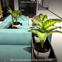 We handle plant setup and rentals for offices, ensuring the right plants are chosen for the right placement and scale. Here, Dieffenbachia plants are placed in custom planters that fit perfectly with the modular seating.