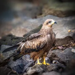 A Black Kite stands proudly on a rocky outcrop. This ground-level shot gives a sense of its size and power, with its sharp beak and strong yellow talons clearly visible.
