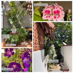 More pops of color from our studio's plant collection. The deep purple of Tibouchina urvilleana and the delicate pink of Geranium Pelargonium remind us daily of the beauty and diversity we strive to bring to our projects.