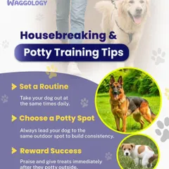 Here are some essential housebreaking and potty training tips. Setting a consistent routine, choosing a designated potty spot, and rewarding success immediately are the building blocks for teaching your puppy where to go.