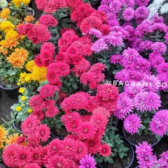 A burst of color from our seasonal Guldavari (Chrysanthemum) collection. We stock a wide variety of vibrant, healthy flowering plants, especially during Delhi's peak winter season, ready to brighten up any garden or balcony.