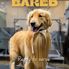 Freshly groomed and ready to be admired. This Golden Retriever showcases the result of our full grooming service, which includes a thorough bath, blow-dry, and styling to perfection.