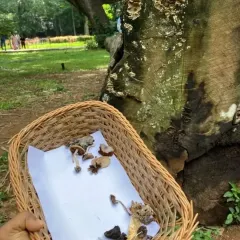 A basketful of discoveries! After a successful foraging walk, we gather our finds to examine them more closely. We always practice responsible and safe foraging.