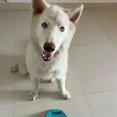 ADOPTED! Vegas, the handsome white Husky, is now settled in his new home. We followed all our adoption formalities to ensure he went to an experienced and loving family.