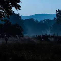 The same Kanha landscape, but in the blue hour just before sunrise. The cool, blue tones and the lingering mist create a completely different mood, one of quiet anticipation.