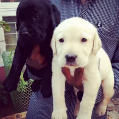 A pair of classic Labrador Retriever puppies, one black and one white, ready for their new homes. Known for their friendly nature, Labradors make excellent family companions, and we can help you find the perfect one.