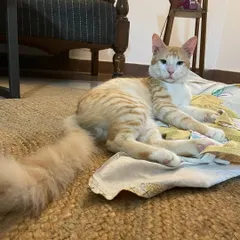 Tingmo showing off his magnificent fluffy tail. This ginger boy is looking for a family in Delhi/NCR who can give him the safe and loving life he was almost denied.