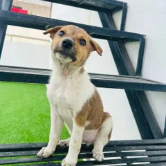 Look at this innocent face. This little Indie puppy is waiting for a forever home where he can get all the love and give back even more. He is healthy, playful, and ready to become a part of your family.