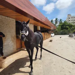 Our stunning black thoroughbred, a true beauty, posing outside our rustic wooden stables on a bright, sunny day.