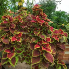 The vibrant colors of a Coleus plant. With its stunning red and green leaves, this plant is perfect for adding a splash of color to shady spots on a patio or balcony.
