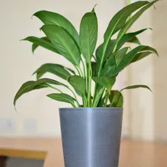 A healthy Peace Lily in a modern grey pot, shown on a wooden tabletop. Its broad green leaves are excellent at trapping dust and purifying the air.